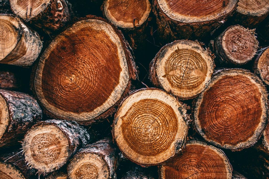 Wood Species Guide