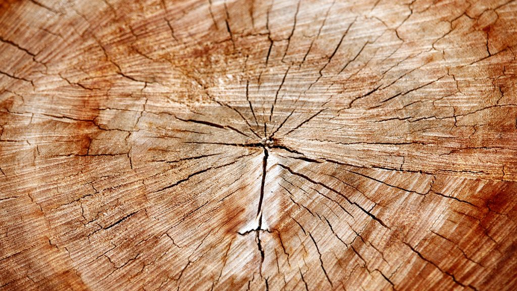 How to Identify Common Wood Species (Beginner Guide). pexels diva 29514129